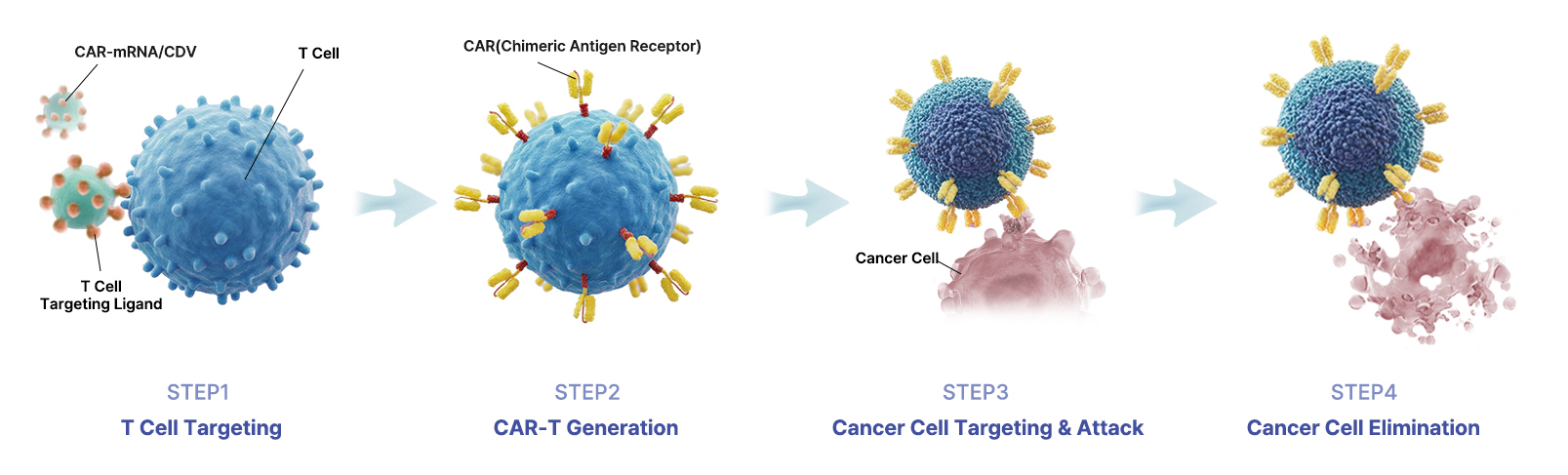 Cancer cell elimination mechanism diagram